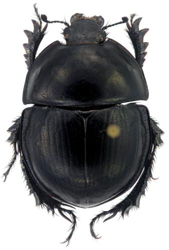 Thorectes distinctus